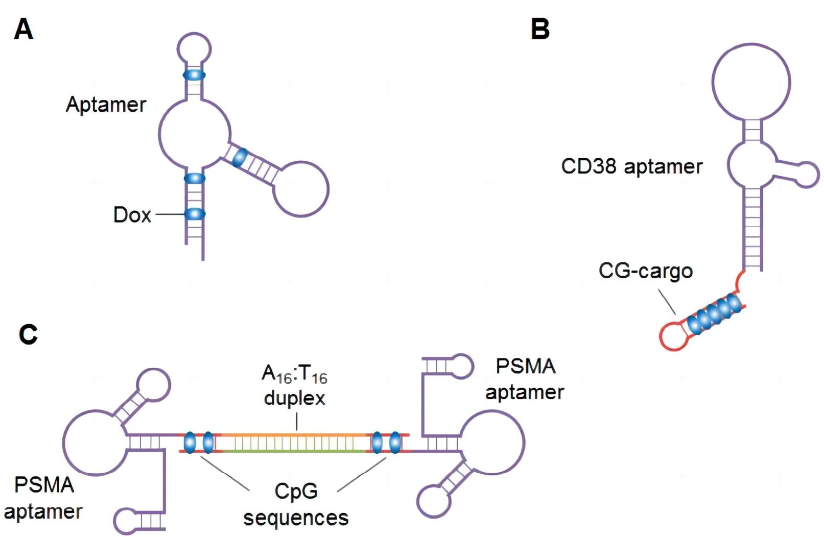 Fig. 2 Covalent and non-covalent conjugation between aptamers and drugs. (Hori et al., 2018)