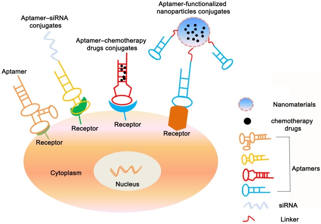 Fig. 4 Aptamer-based conjugates therapy. (Han et al., 2020)