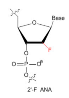 2' fluoro modification.