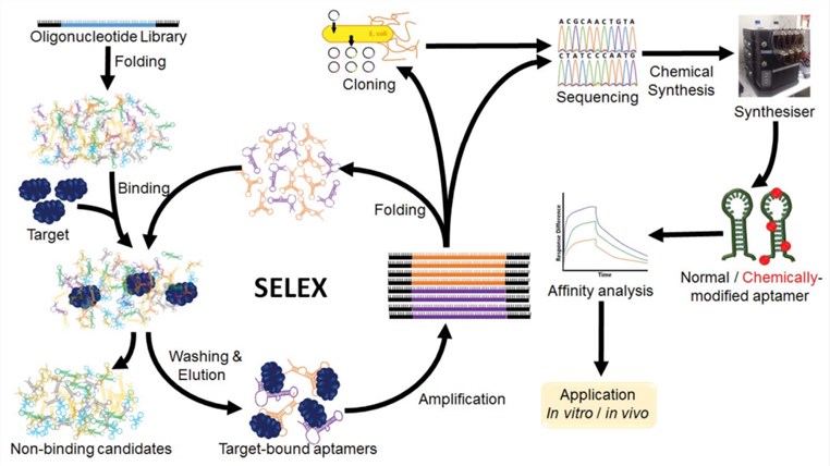 Schematic illustration of the SELEX and post-SELEX methods for developing aptamers.