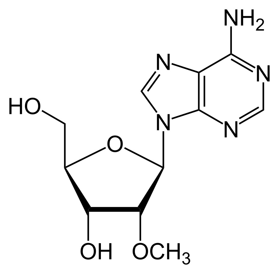 Fig 1. 2' O-methyl modification. (By Yikrazuul (talk) - Own work, Public Domain, https://commons.wikimedia.org/w/index.php?curid=28399390)