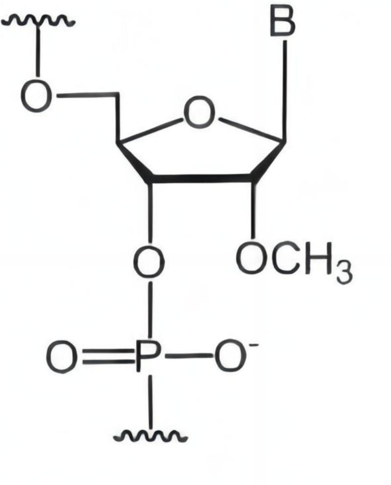 Fig 1. 2' O-methyl modification. (Lipi et al., 2016)