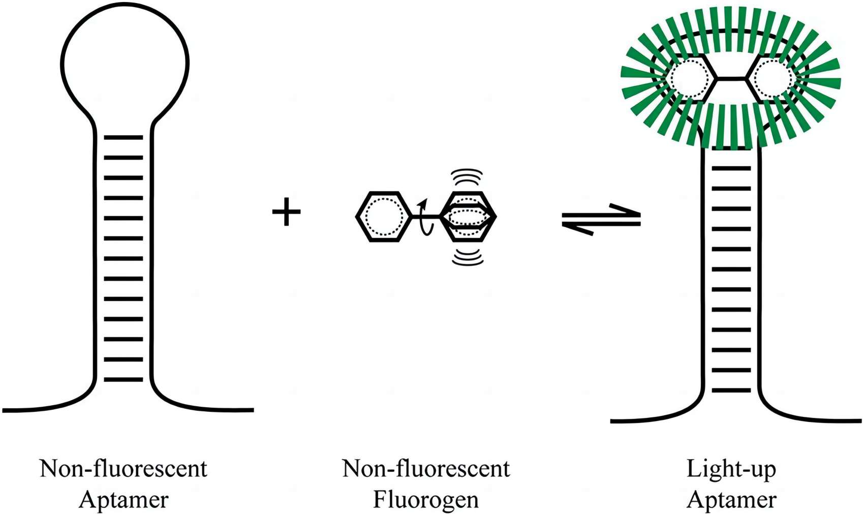 Fig. 1 Chemical modification aptamers. (Ouellet et al., 2016)