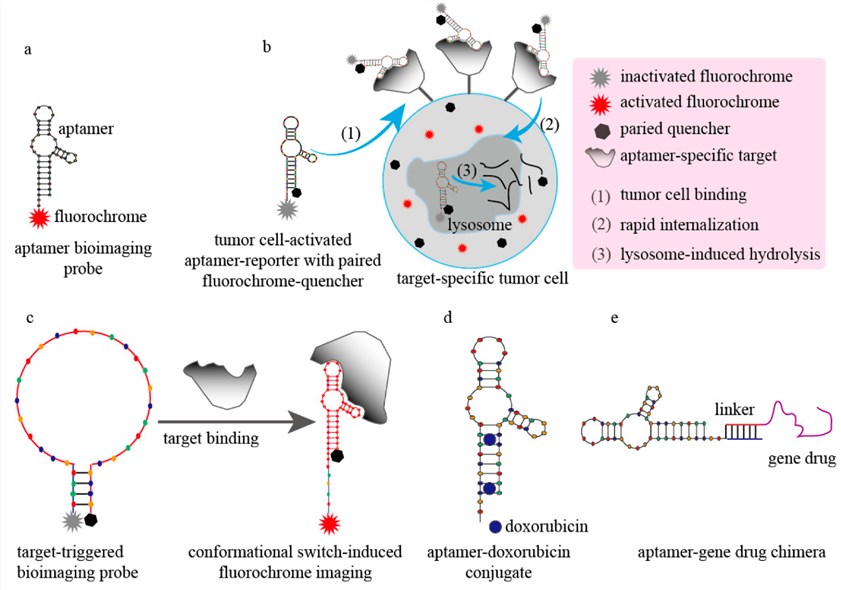 Some representative models of modified aptamers for disease diagnosis and therapy. 