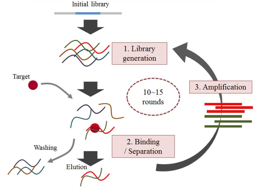 The general SELEX strategy.