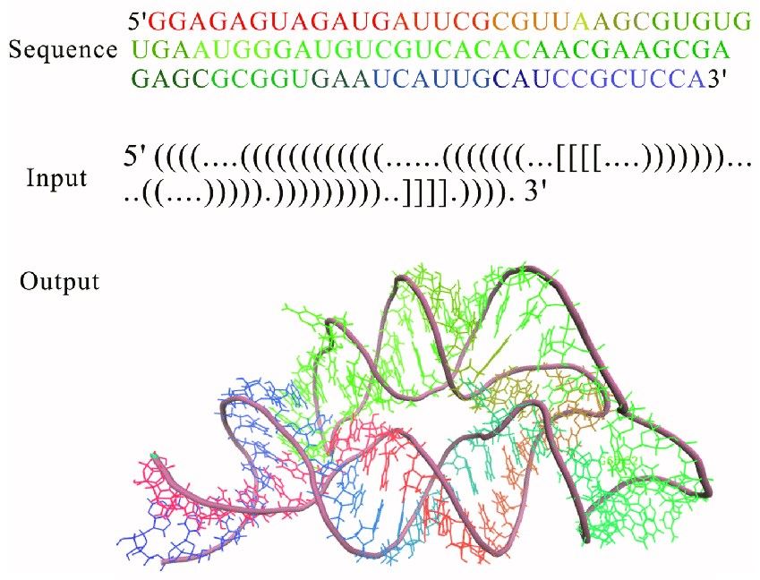 3D structure for THF riboswitch aptamer predicted by using RNAComposer program online.