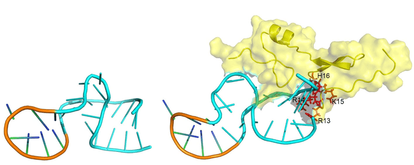 A schematic representation of conformational recognition of targets leading to aptamer-target complex formation. （By Ning Zhang, Zihao Chen, Dingdong Liu, Hewen Jiang, Zong-Kang Zhang, Aiping Lu, Bao-Ting Zhang, Yuanyuan Yu, and Ge Zhang - Zhang, N., Chen, Z., Liu, D., Jiang, H., Zhang, Z. K., Lu, A., ... & Zhang, G. (2021). Structural biology for the molecular insight between aptamers and target proteins. International Journal of Molecular Sciences, 22(8), 4093. Publisher: MDPI., CC BY 4.0, https://commons.wikimedia.org/w/index.php?curid=119979335)