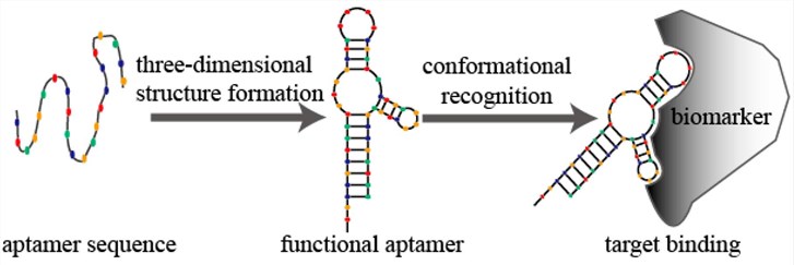 Schematic diagram of aptamer conformational recognition of targets to form an aptamer-target complex.