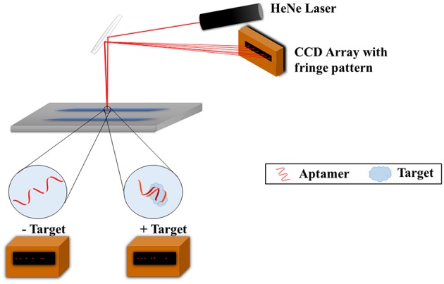 BSI setup for aptamer-target binding measurements.