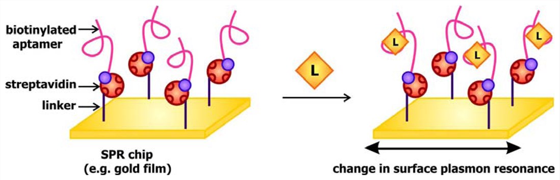 Design of aptamer-based biosensors that signal by SPR.