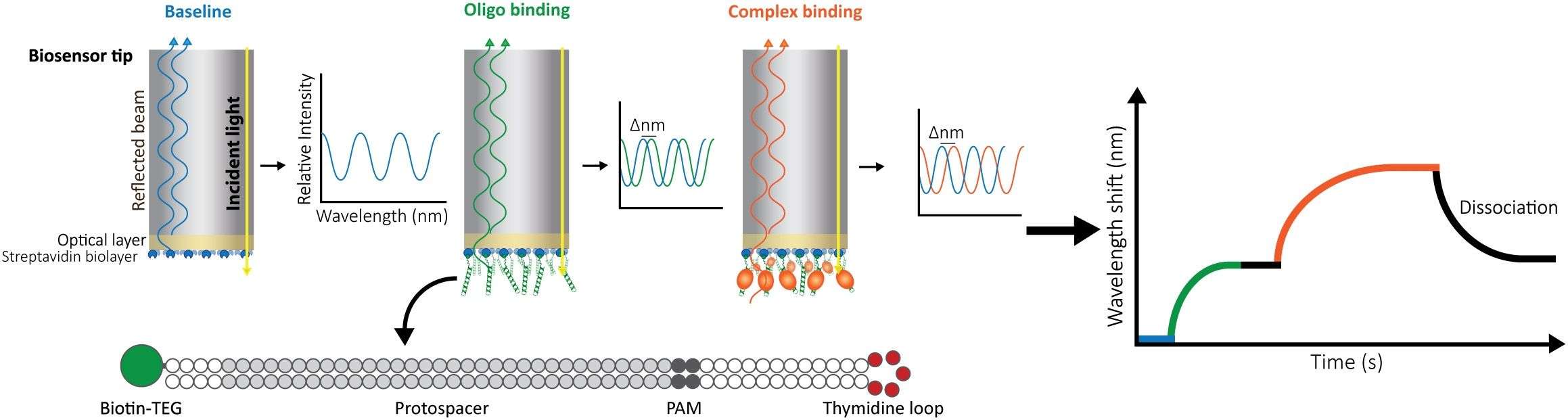 Fig. 2 The principle of BLI. （Müller-Esparza et al., 2020)