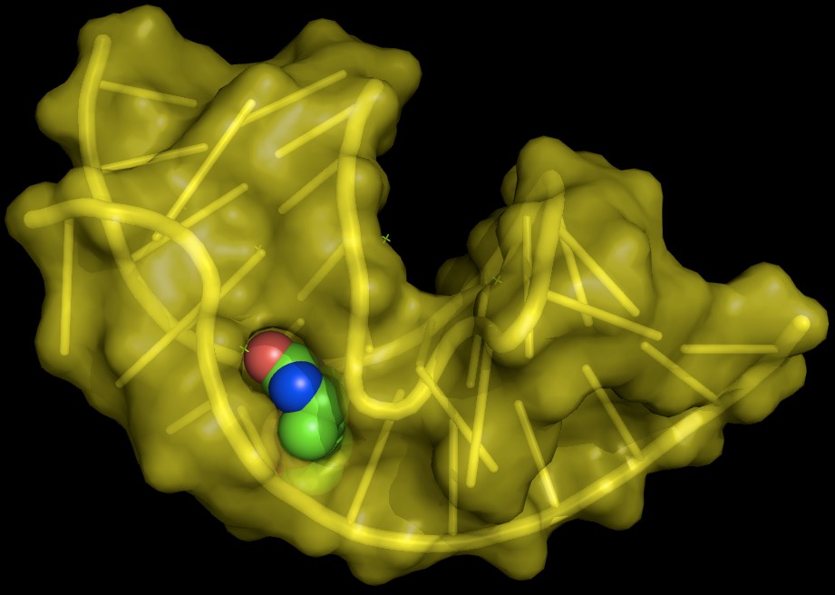 Fig 1. Aptamer biotin. （By Fdardel - Own work, https://commons.wikimedia.org/wiki/File:Aptamer_biotin.png)