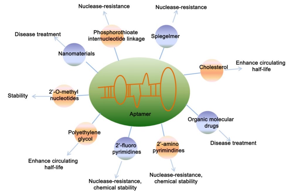 Various modifications of aptamer to increase its stability and potential applications. 