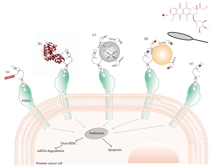 Aptamers as drug delivery agents.