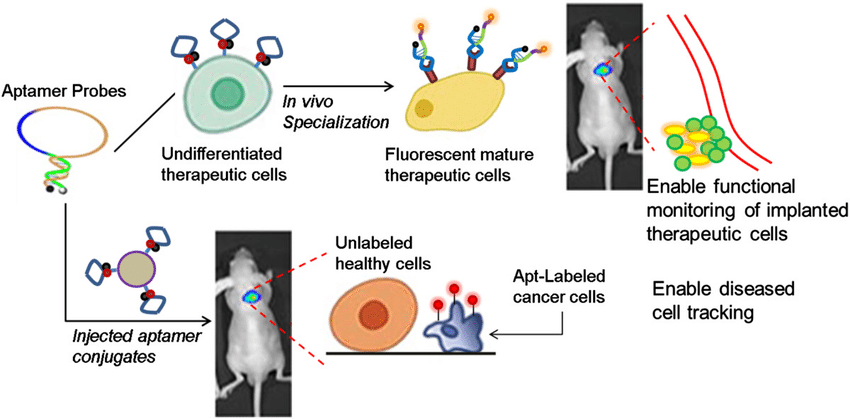 Aptamer in vivo application.