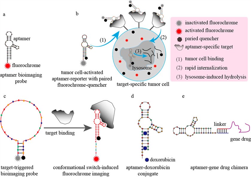 Some representative models of modified aptamers for disease diagnosis and therapy.