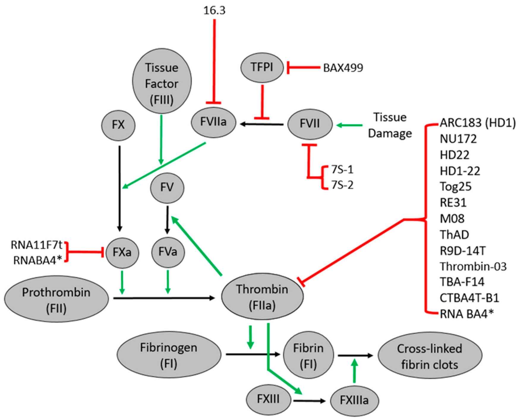 Fig. 1 Aptamers targeting coagulation factors. （Liu et al., 2021)