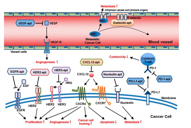 The broad range of molecular targets and targeting mechanisms of anti-cancer aptamers.
