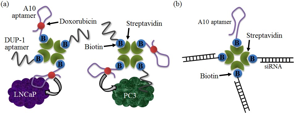 Fig 1. Aptamers targeting drugs. （Song et al., 2012)