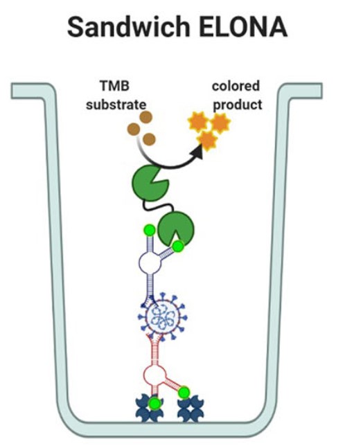 Fig.2 Aptamer sandwich ELONA. (Shola, et al., 2022)