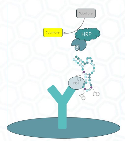 Fig.3 Antibody-aptamer sandwich ELONA. (powered by APIS)