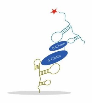 Fig.4 Sandwich ELONA in aptamer-target-aptamer. (Dreymann, et al., 2022)