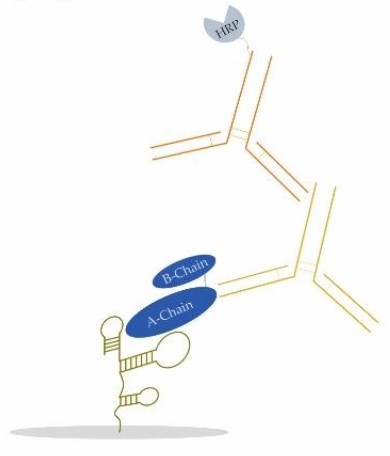 Fig.5 Sandwich ELONA in aptamer-target-antibody. (Dreymann, et al., 2022)