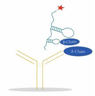 Fig.6 Sandwich ELONA in antibody-target-aptamer. (Dreymann, et al., 2022)