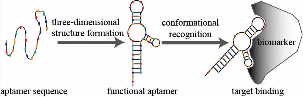 Conformational Recognition of Targets Leading to Aptamer-Target Complex Formation: A Schematic Representation
