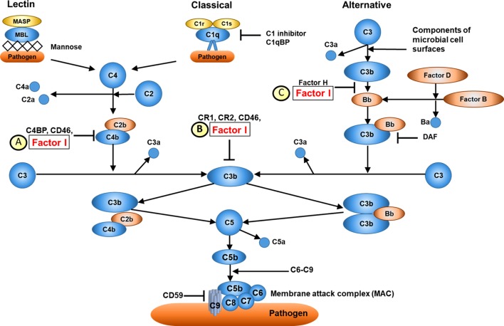 Fig.1 Overview of complement CFI function. (OA Literature)
