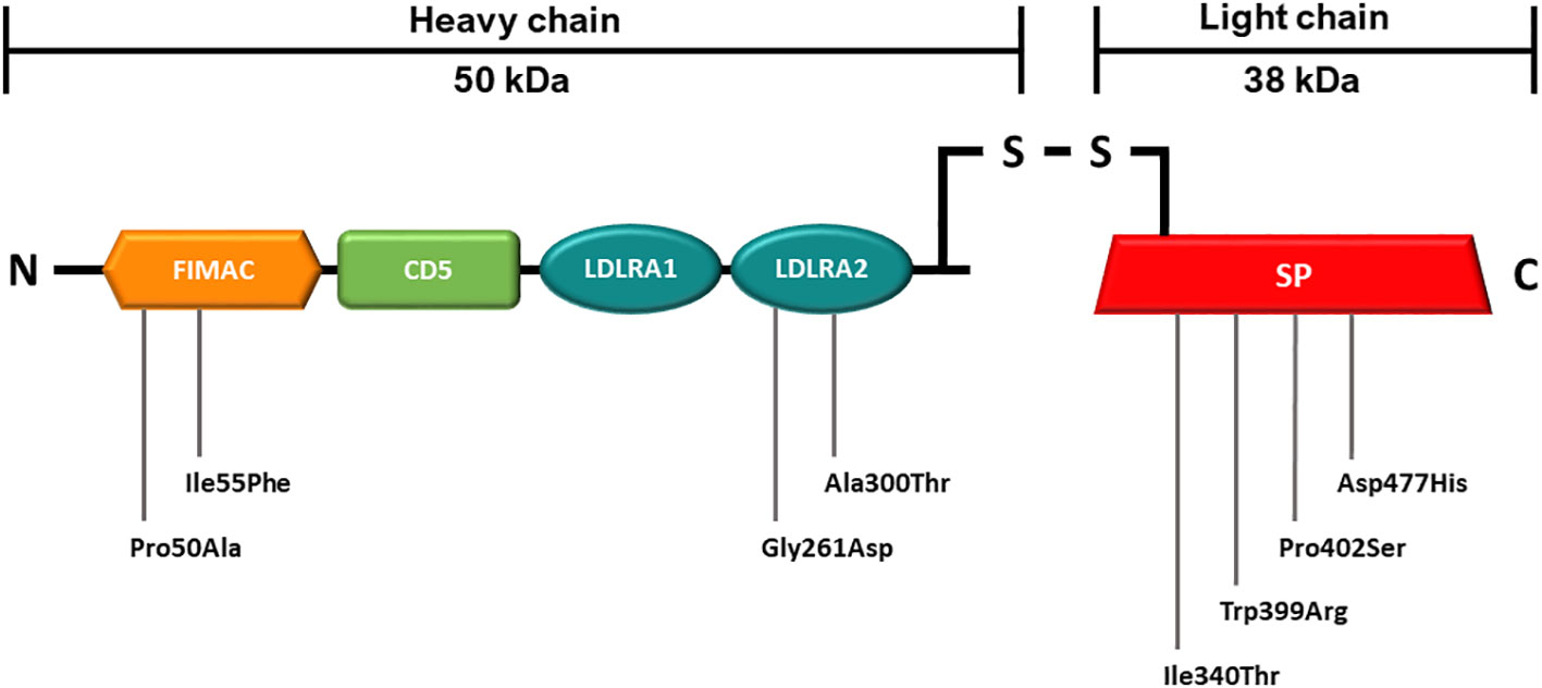 Fig.2 Schematic representation of the mature FI protein with mutations analyzed in this study. (OA Literature)