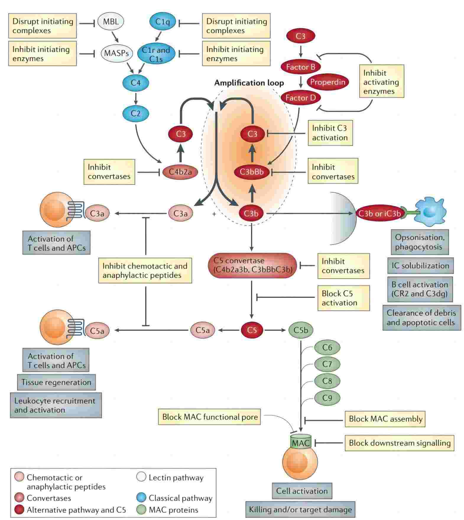 Fig. 1 Inhibition of the complement system. (Morgan et al., 2015)