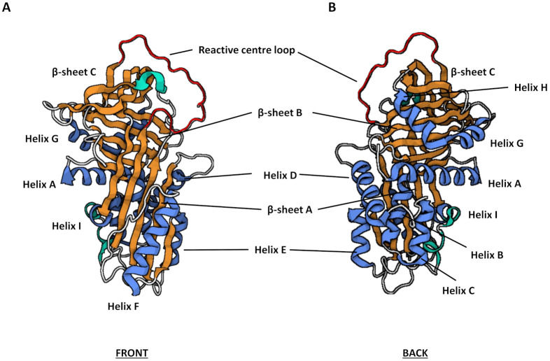 Fig.1 Schematic of the canonical serpin tertiary structure. (OA Literature)