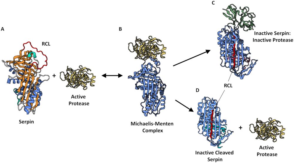 Fig.2 Schematic of the inhibitory or alternative substrate mechanisms of serpin-protease interaction. (OA Literature)