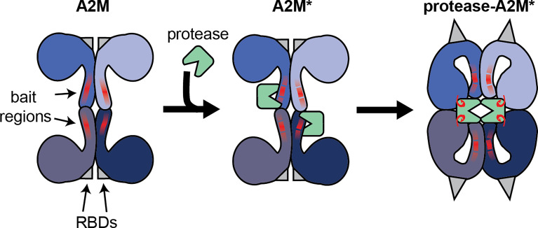 Fig.1 Illustration of the interaction between the α2-Macroglobulin tetramer and active endopeptidases. (OA Literature)