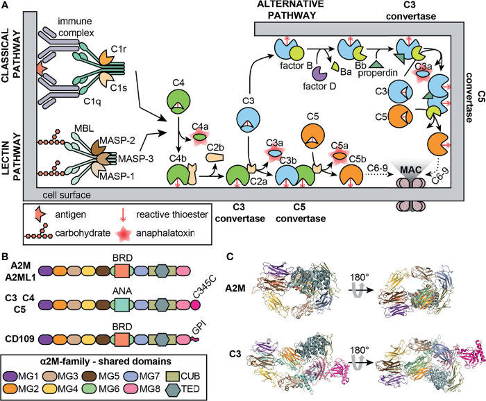 Fig.2 Schematic of the complement system and α2-Macroglobulin. (OA Literature)