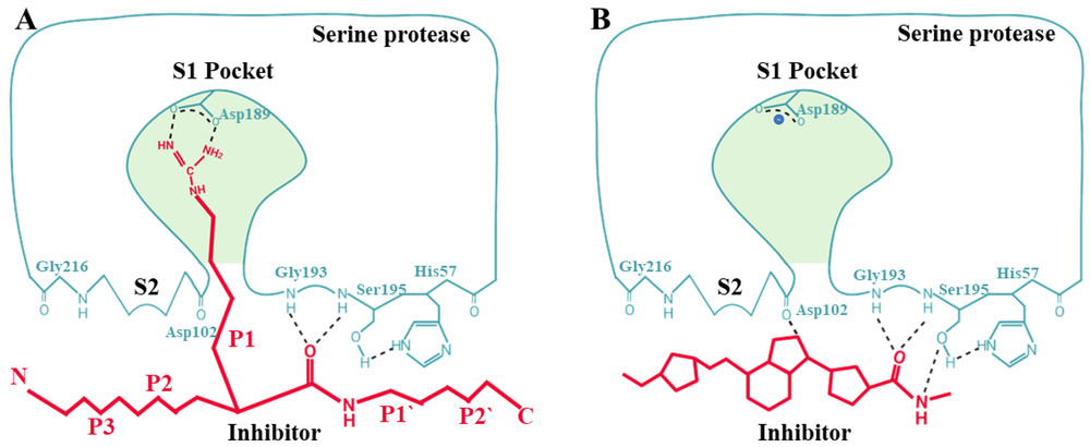Fig.1 Schematic of Mechanisms of action of serine protease inhibitors. (OA Literature)