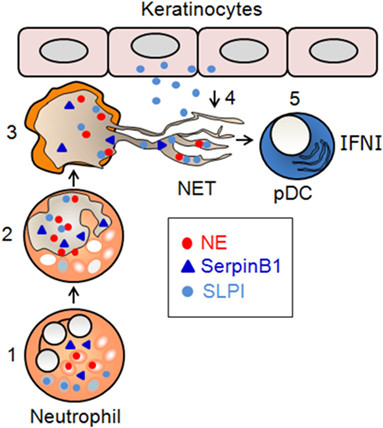 Fig.2 Schematic of proposed involvement of SerpinB1 and SLPI in NET formation and immunogenic function. (OA Literature)