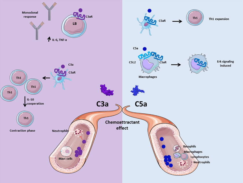 Role of anaphylatoxins C3a and C5a. Anaphylatoxins C3a and C5a participate in inflammation by interacting and activating immune cells via C3aR and C5aR, respectively.