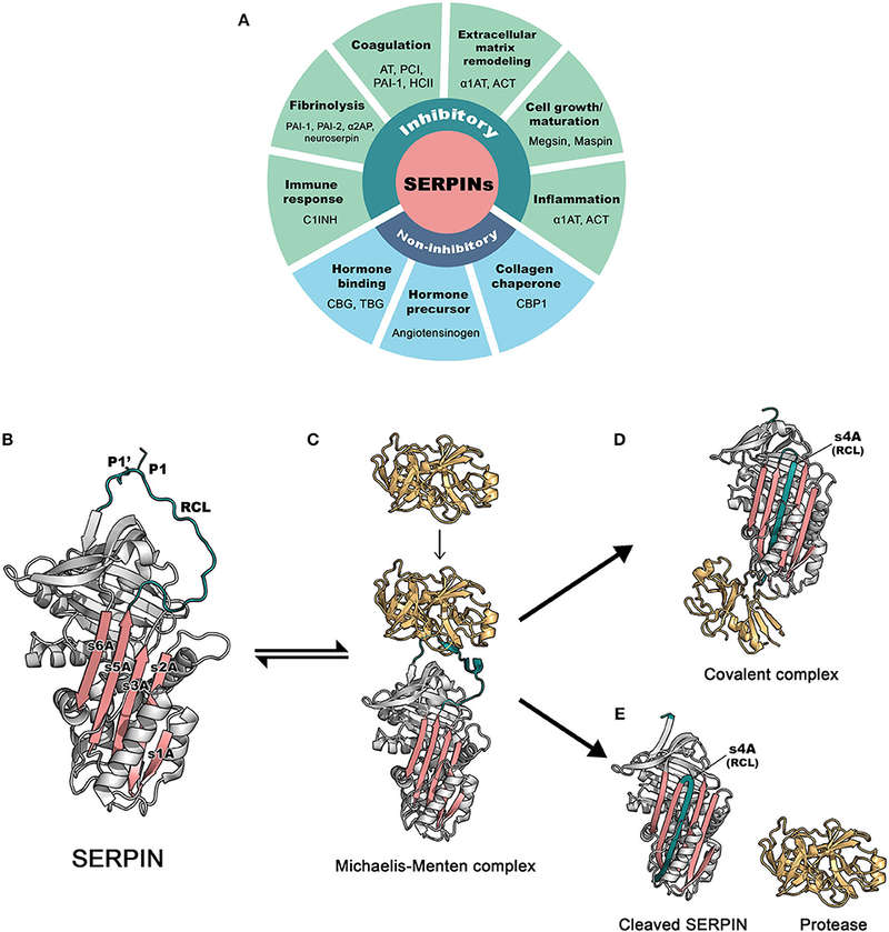 Fig.1 Schematic of the basic functions and inhibitory mechanism of SERPINs. (OA Literature)