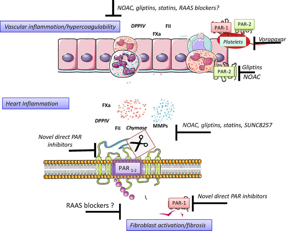 Fig.2 Schematic of serine proteases' mechanisms of action. (OA Literature)