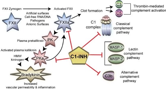 C1-INH suppresses the contact system (CS) and complement activation.