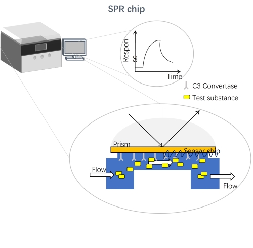 (Creative Biolabs Original)
