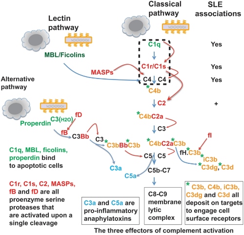 The complement protein and protease network.
