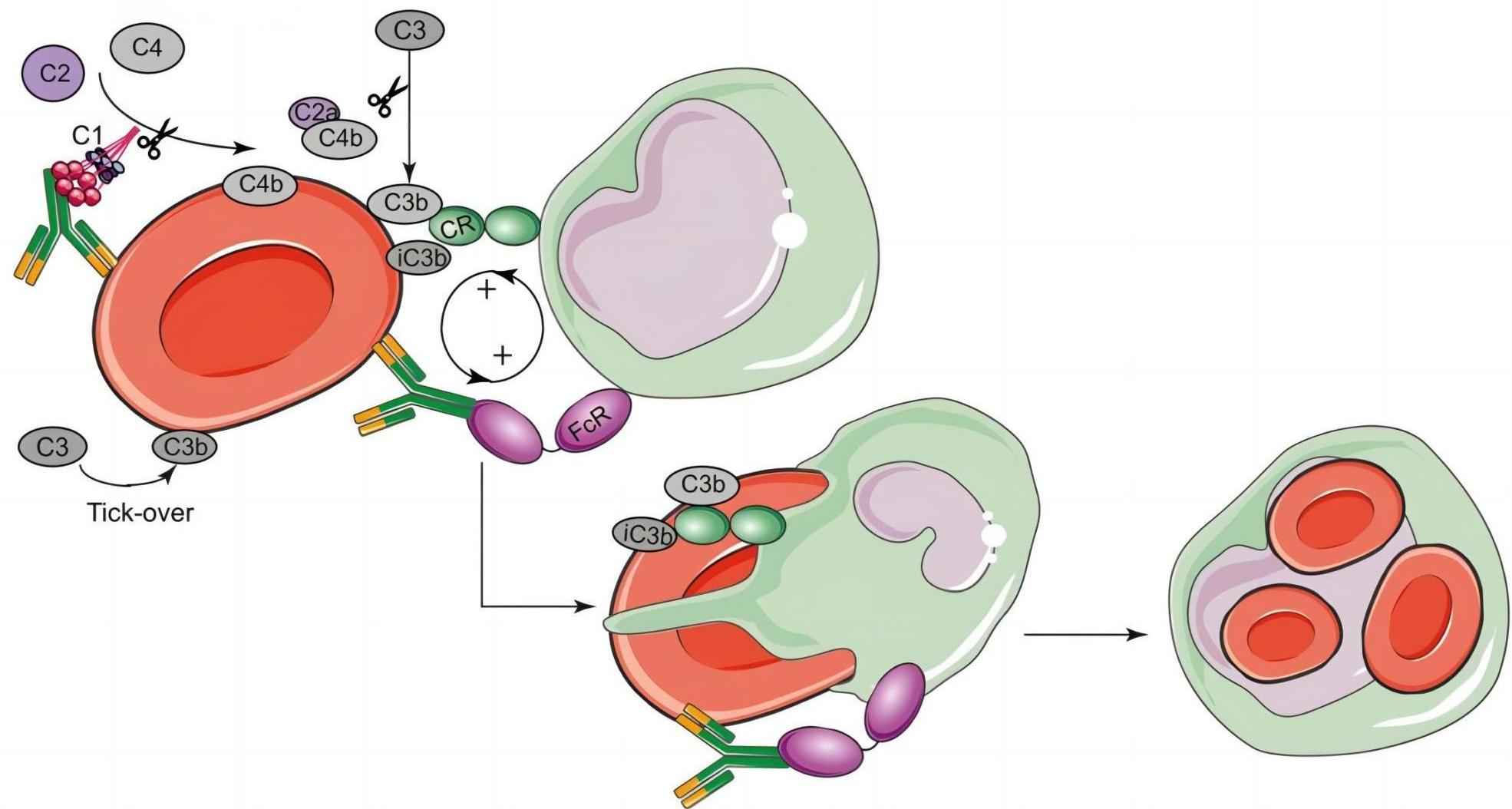 Fig. 2 C2 involved in the mechanisms of hemolysis. （Jalink et al., 2021)