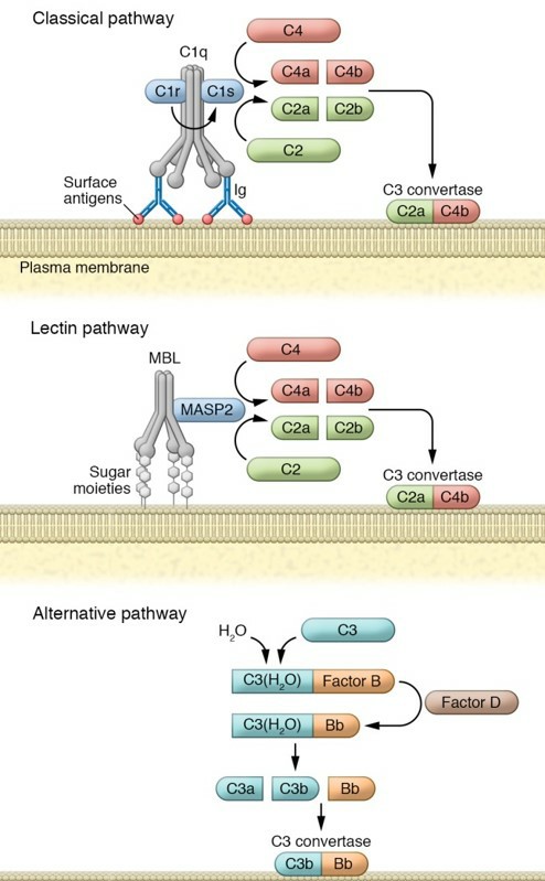 The role of complement C3 in three activation pathways