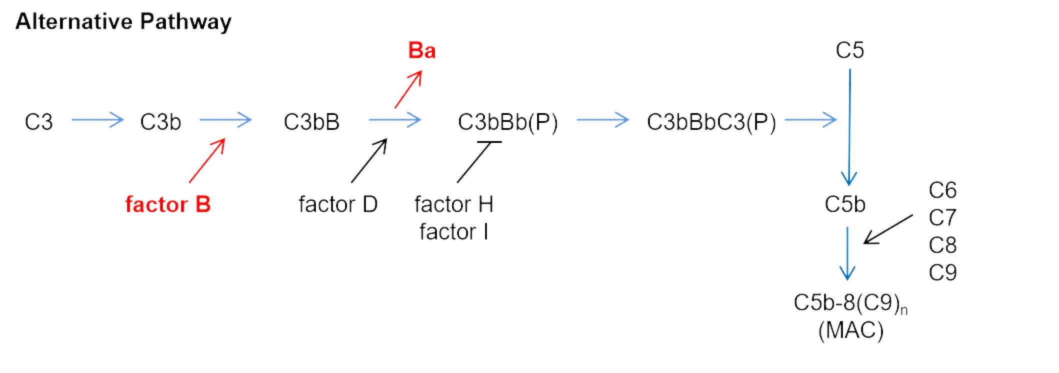Activation of the alternative pathway of complement.