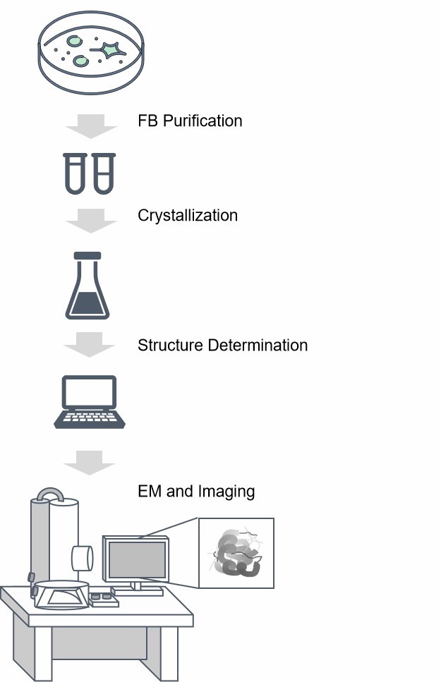 Workflow for three-dimensional structural analysis using electron microscopy.
