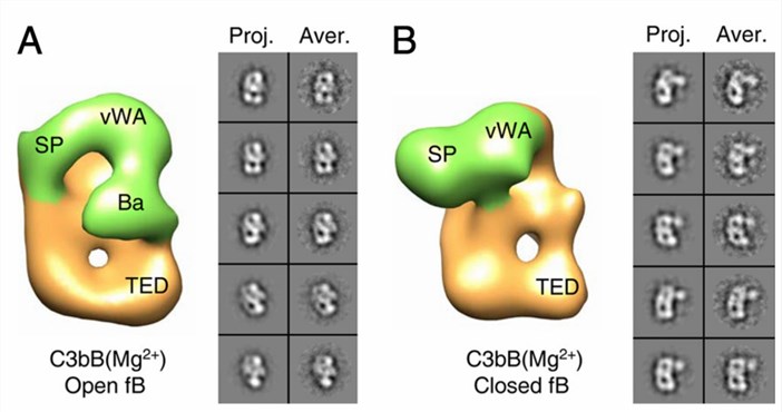 Two distinct conformations of C3bB-FB complex.
