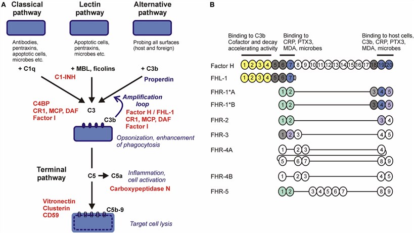 Fig.1 Complement pathways and the human factor H family.